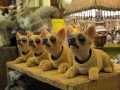 Chihuahua 2